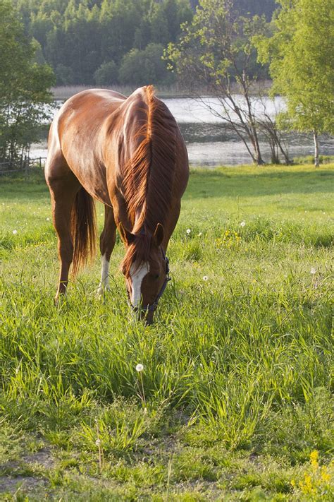 Horse In The Field Free Photo Download Freeimages