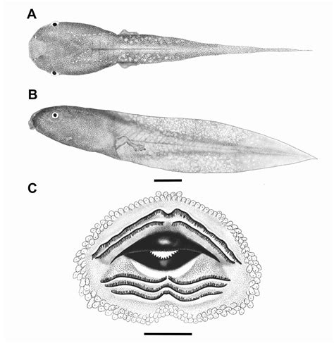 Rare tadpole is new to science