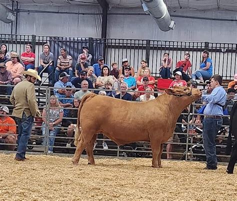 Second Chances Cattle... - Second Chances Cattle Company