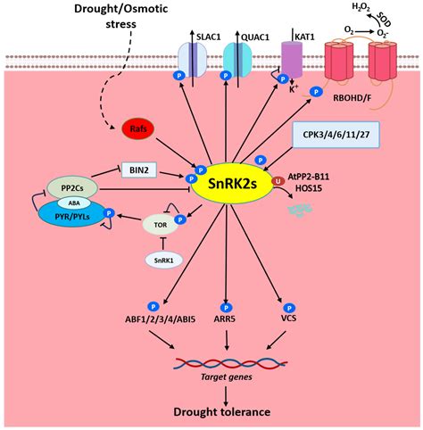 snrks kinases  substrates