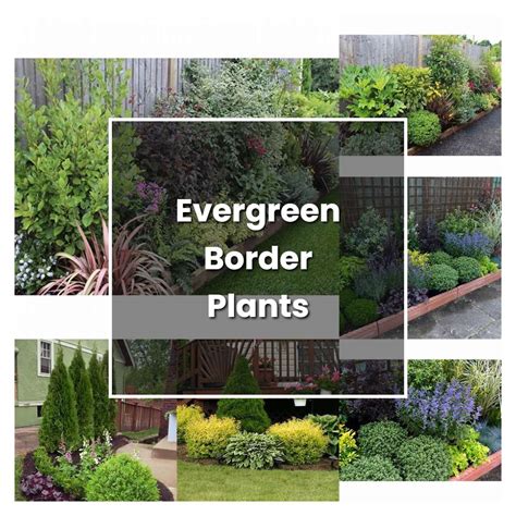 How to Grow Evergreen Border Plants - Plant Care & Tips | NorwichGardener