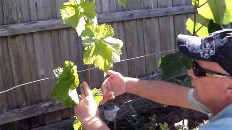 Training Grape Vines Creating A Trunk Pt2 Grape Vines Training