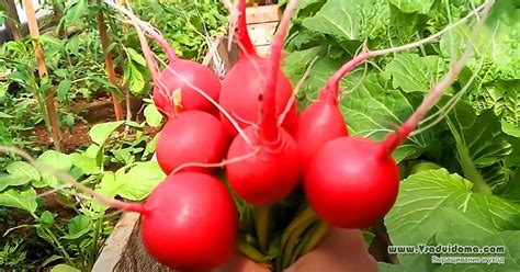 Japanese cherry radish (photo) - my reviews | A site about a garden, a ...