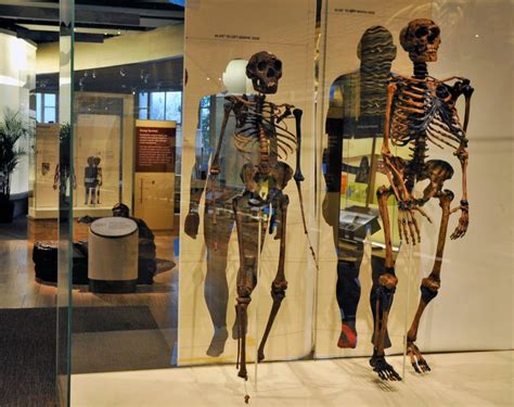 Humans And Neanderthals Only Had Sex For A Brief Period But It Still Fundamentally Changed Our DNA