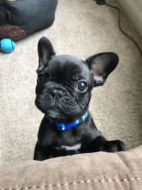 Black French Bulldog Puppy | French bulldog, Bulldog, Black french bulldogs
