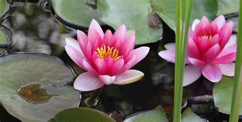 Exemplos De Plantas Aquáticas - 10 tipos de plantas aquáticas para ter em casa