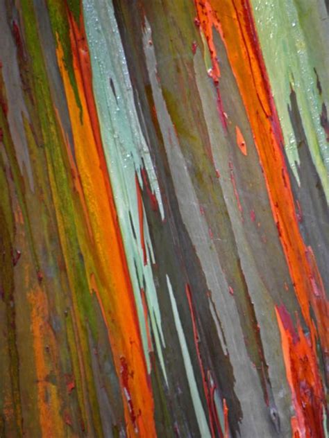 Wood For Sale: Rainbow Eucalyptus Wood For Sale