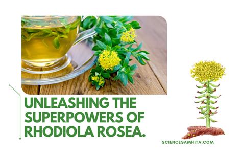 What is Rhodiola rosea? What are its Health Benefits? – Science Samhita