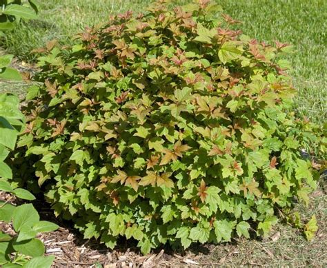 Калина: Посадка и Уход, Применение, Сорта | (Фото & Видео)