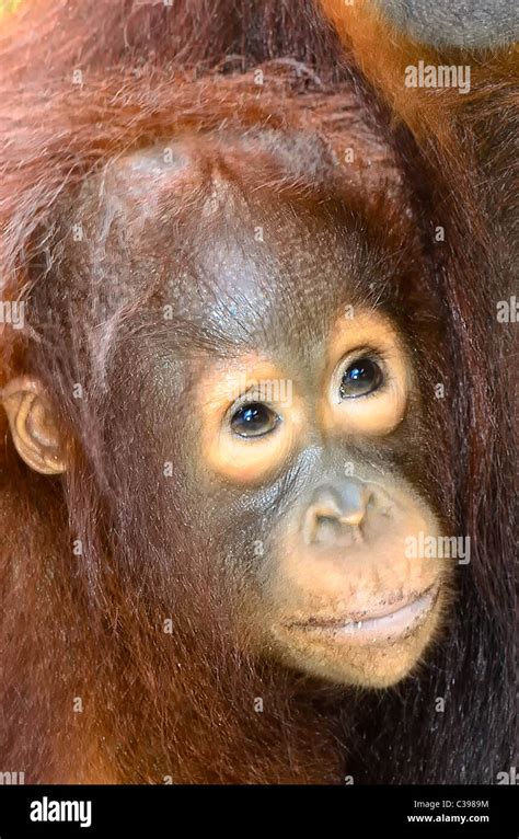 Baby Orangutan clings to mother Stock Photo - Alamy
