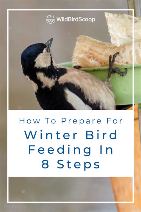 Winter Bird Feeding How To Feed Your Bird During Winter In 8 Steps In