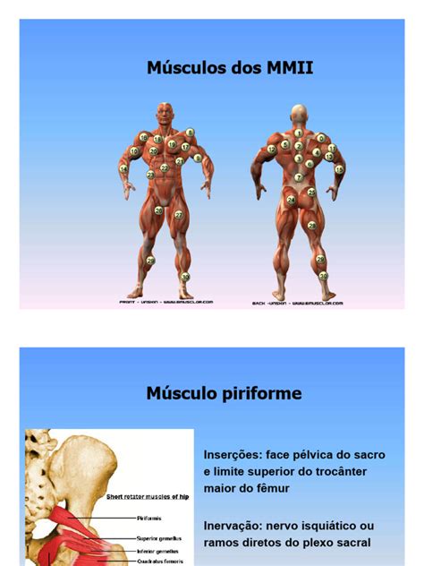 Músculo Do Membro Inferior - Músculos dos Membros Inferiores e Exercícios | PDF | Joelho | Quadril
