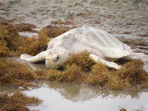 Two Of The World S Most Endangered Sea Turtles Are Back At Sea