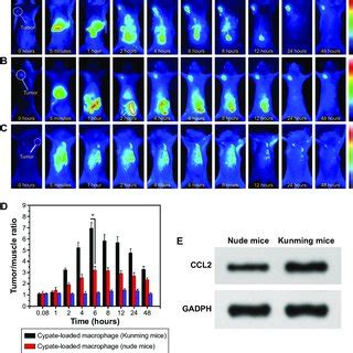 NIr Images Of Cypate Loaded Macrophages Injected In Nude Mice And