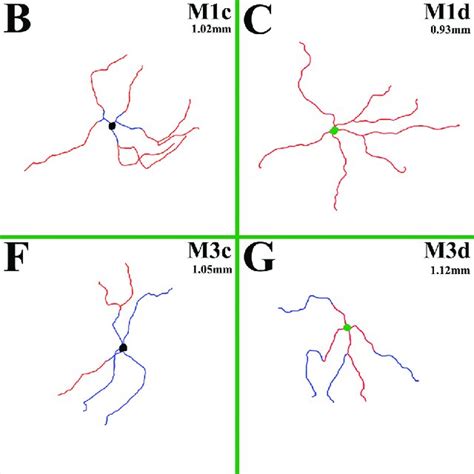 Drawings Of Melanopsin Ir Cells Somato Dendritic Profiles The Colors