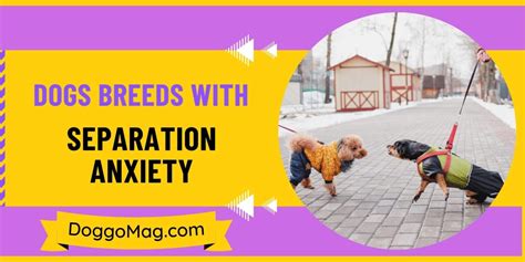 21 Loving Dogs Breeds With Separation Anxiety - DoggoMag