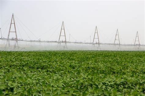 Premium Photo Watering The Soybean Crop Growing In The Field Growing