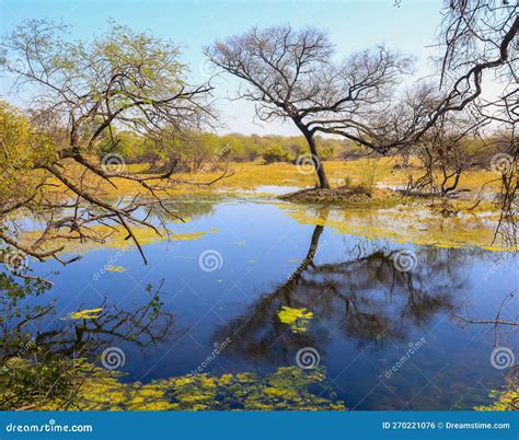 Landscape Of Marshy Land Stock Photo Image Of Tourism 270221076