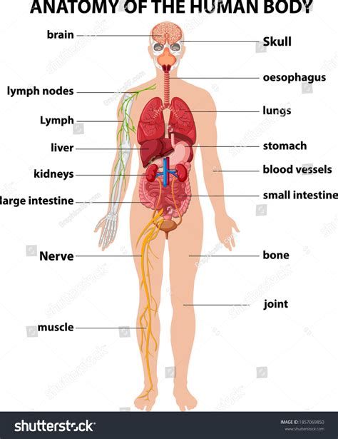 Anatomy Human Body Information Infographic Illustration Stock Vector ...