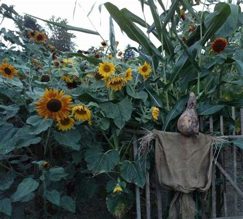 Love Scarecrow And Sunflowers Scarecrow Sunflower Plants