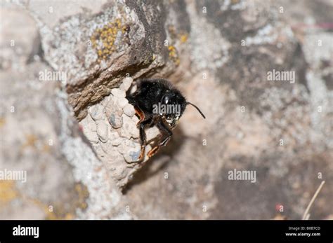 weibl. Mörtelbiene (Megachile parietina Stock Photo - Alamy