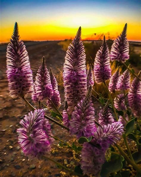 This sensational plant is Ptilotus exaltus nees, the tall mulla mulla. It's common throughout WA ...