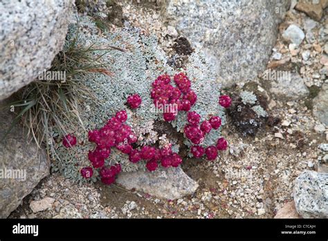 Mt Whitney California Usa Stock Photo Alamy
