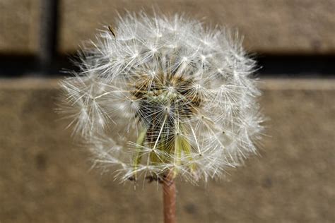 Dandelion Plant Flowers Free Photo On Pixabay Pixabay