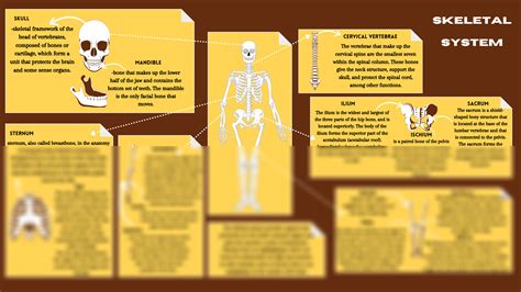 Solution Skeletal System Mind Map Studypool