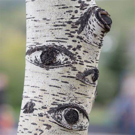 Birch Eyes, Duluth - Forest Photography