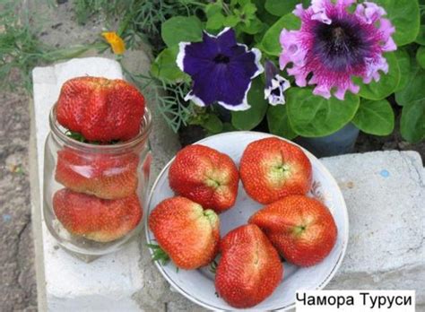 Клубника Чамора Туруси: описание сорта, фото, отзывы садоводов