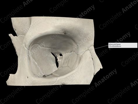 Ethmoid Bone Complete Anatomy