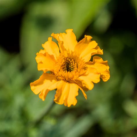 African Marigold Seeds (Tagetes erecta) – Monticello Shop