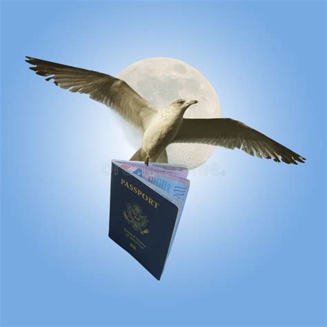 Bird With Passport Stock Image Image Of American Homeland 16657119