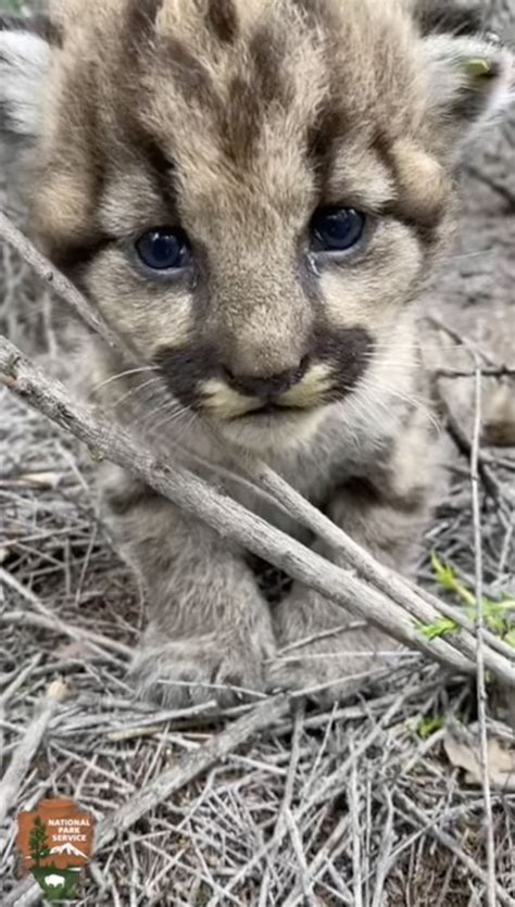 The shocking Colorado road cameras footage of a wild mountain lion 12