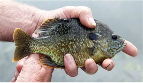 Detailed Guide On How To Catch Bluegills Bass Angler Magazine