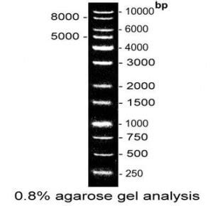 1 Kb DNA Ladder - BioTnA