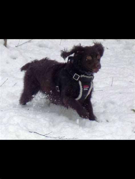 Chasing A Squirrel In The Snow Boykins Will Protect Your Yard From