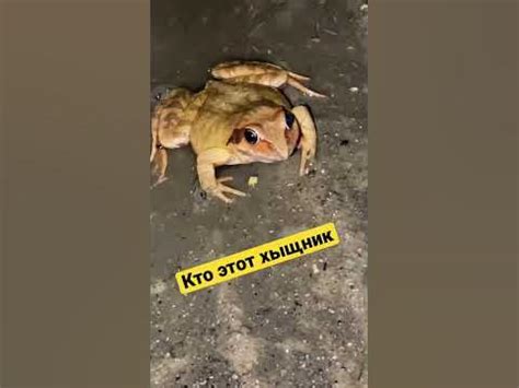 Местные лягушки, заряженны, и долго не базарят !#рекомендации #россия # ...