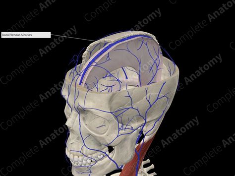 Falx Cerebri | Complete Anatomy