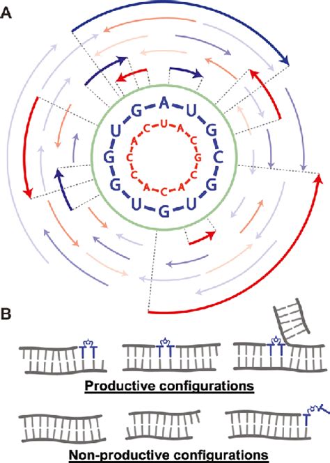 schematic illustration   virtual circular genome model