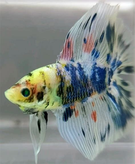 Koleksi Cupang Bandung Halfmoon Double Tail Neon Glofish Hulk