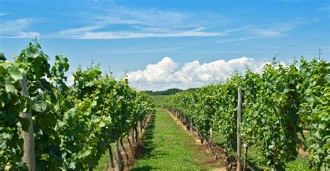 10 Wineries You Should Visit on your Trip to Niagara-on-the-Lake