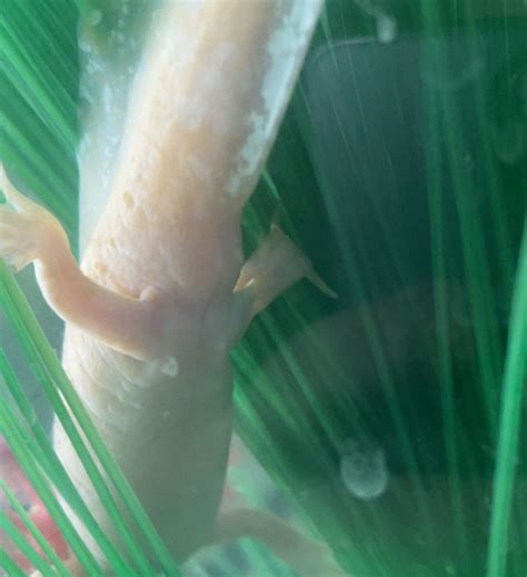 How To Determine The Sex Of Your Axolotl