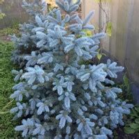 Купить саженцы елей в Киеве, заказать саженцы елей дешево в интернет ...