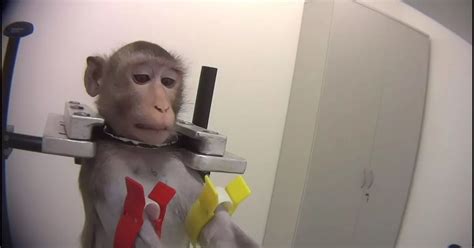 Monkey Testing Lab Where Defenceless Primates Filmed Screaming In Pain
