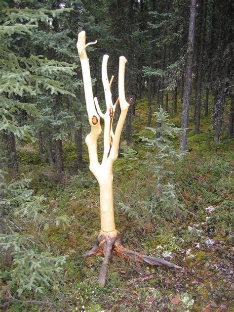 Bare Naked Tree Clothes Stand Autumn Trees Uses Of Trees
