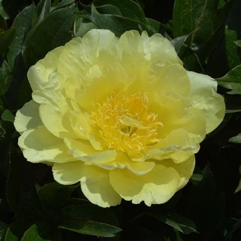 Peony 'Yellow Doodle Dandy' - Itoh Peony | White Flower Farm