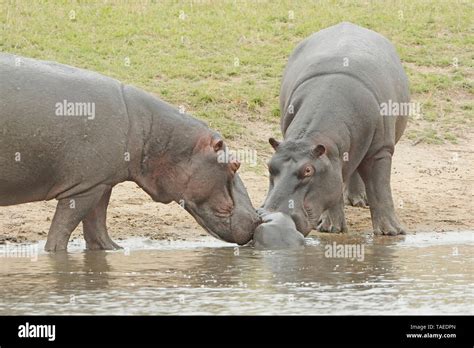 Hippopotamus Hippopotamus Amphibius Newborn Hippopotamus Two