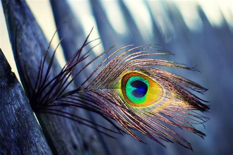 Best Peacock Feather Wallpaper KoLPaPer Awesome Free HD Wallpapers